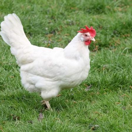 Image 1 of White star hens roughly 8 months old