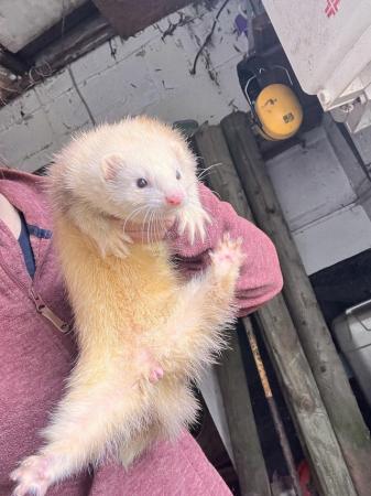 Image 3 of Ferret kits ready July 4th mixed litter