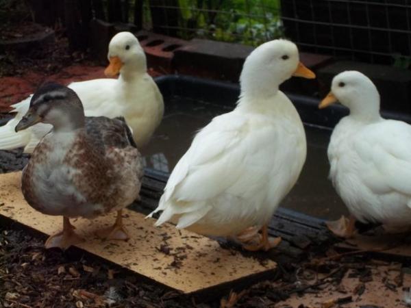 Image 2 of QUALITY CALL DUCK DUCKLINGS £12 EACH.15 AVAILABLE.