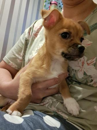 Image 12 of Sweet playful chihuahua puppy Manchester