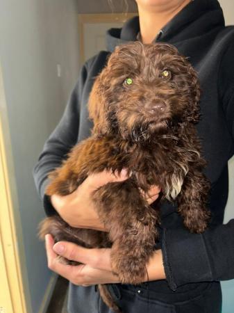 READY NOW last beautiful boy cockerpoo for sale in Warrington, Cheshire