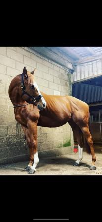 Image 2 of 16.1hh talented mare with huge potential