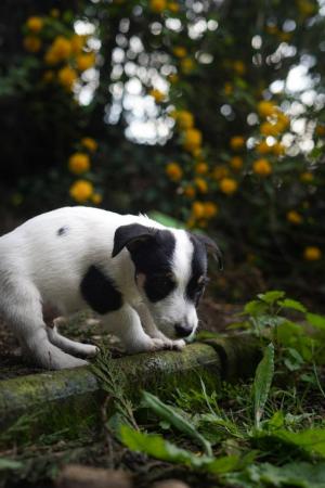 Image 4 of Beautiful tri-coloured jack Russell puppies!