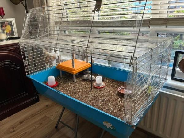 Image 2 of 7 Button Quails with Cage