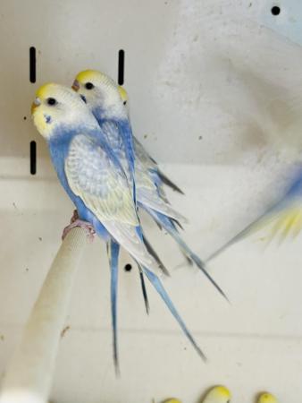 Image 4 of 2024 hatched rainbow budgies