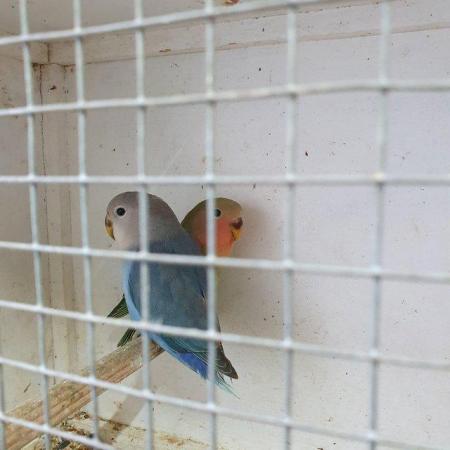 Image 2 of Lovebirds babies 3 months old available