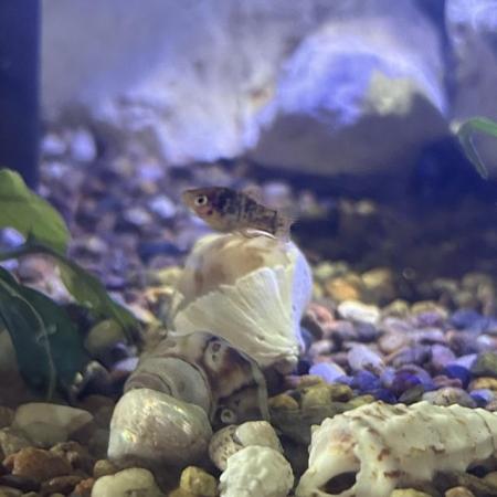 Image 5 of Free Platy Fry (Various ages and Morphs)