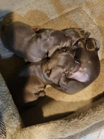 Image 5 of Kc registered pra clear miniature dachshunds