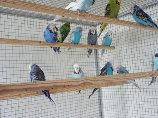 Image 5 of Budgerigars For Sale from Champion Exhibitor