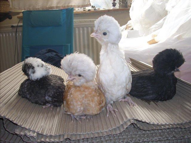 Preview of the first image of Polish/ Poland bantam fertile hatching eggs and chicks.