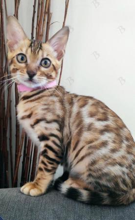 Image 6 of Beautiful Bengal Kitten full Pedigre TICA registered female