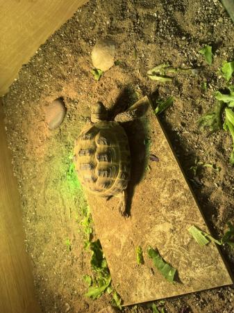 Image 3 of 3 year old horsefield tortoise and enclosure