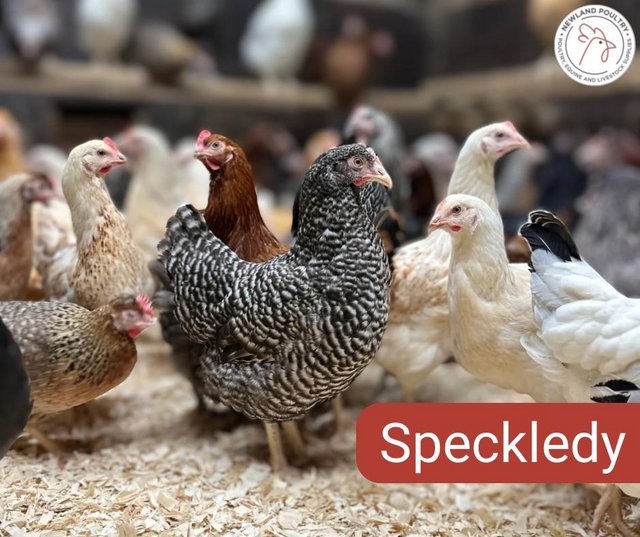 Preview of the first image of Speckledy Hybrid Pullets for Sale.
