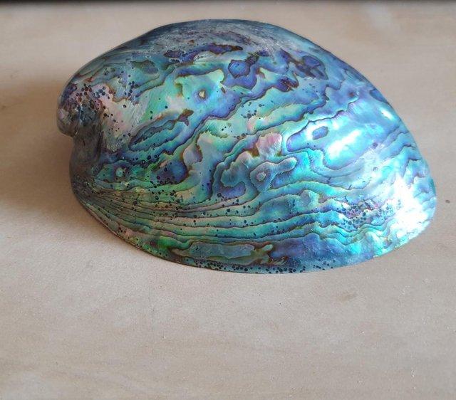 Preview of the first image of Polished abalone (paua) shell.