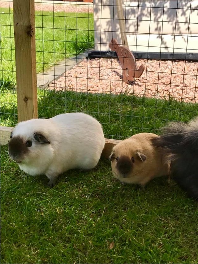 Preview of the first image of Beautiful California Guinea pigs.