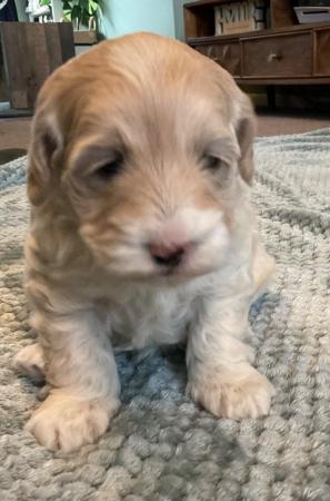 Image 15 of Stunning Cockapoo Puppy (F) READY for her forever home NOW!