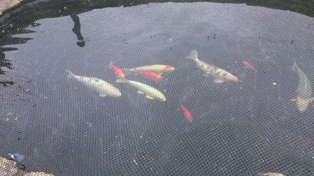 Image 1 of COLD WATER FISH WANTED/PONDS CLEARED AND DRAINED