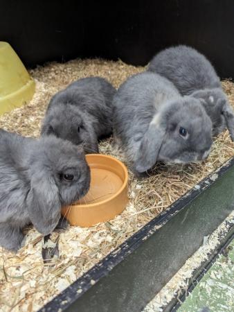 Image 5 of Mini Lop Male Rabbits for Sale