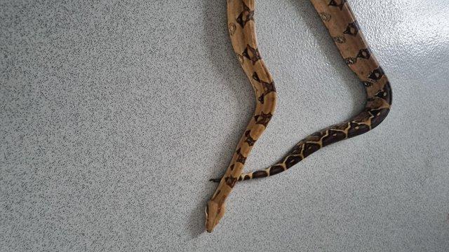 Preview of the first image of boa constrictor..........
