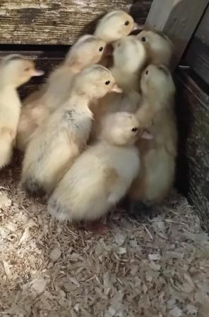 Image 2 of 9 Silver Appleyard ducklings for sale. RESERVED