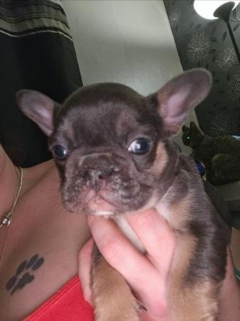 Image 7 of French bulldog Ready for there ***** home