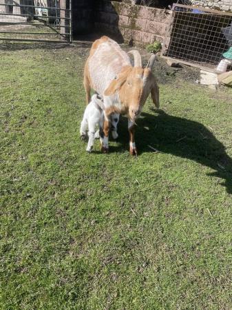 Image 2 of Boer X Anglo Nubian nanny goat with kids