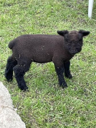 Image 4 of Babydoll (Miniature Southdown) lambs for sale