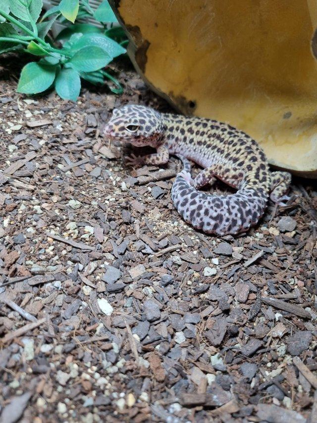 Preview of the first image of Beautiful Female Leopard Gecko.