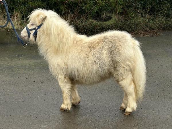 Image 5 of Hermits Snow White pedigree registered cremello filly