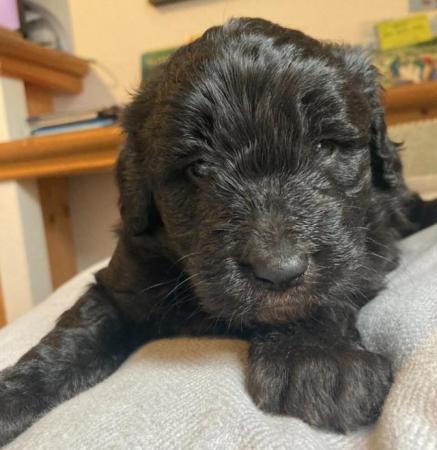 Image 6 of Labradoodle x bearded collie puppies