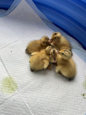 Image 1 of DUCKLINGS PURE BRED LARGE RARE BREED SILVER APPLEYARD