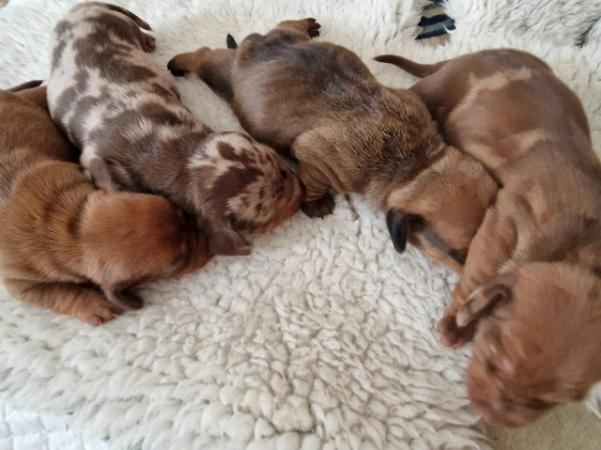 Image 6 of Dachshund Puppies available males and females
