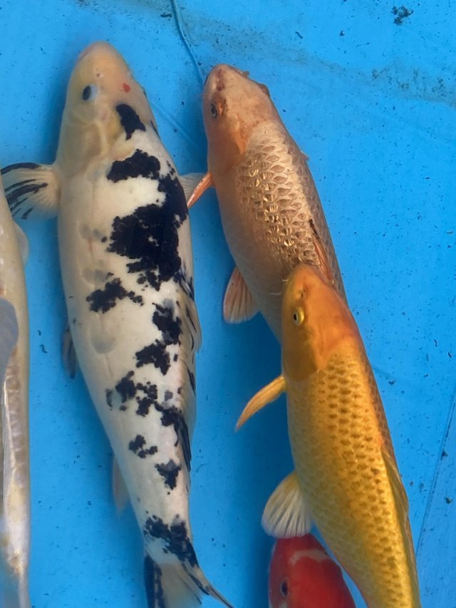 Preview of the first image of Japanese koi carp for sale.