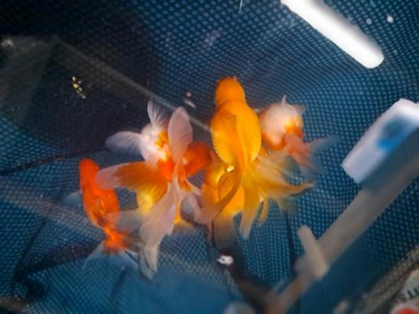 Image 4 of Pond fish, Koi, Goldfish, Sturgeon