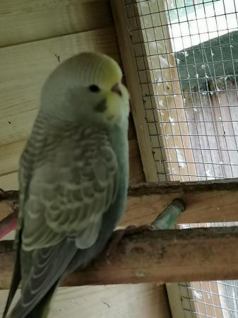 Image 3 of Young budgies, budgerigars, easily hand tamed