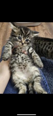 Image 3 of Gorgeous male kitten for sale