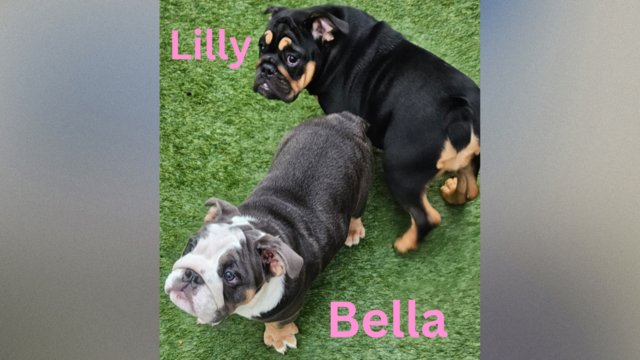 Image 23 of English Bulldog Puppies, Blue & Tan, Blue & White For Sale