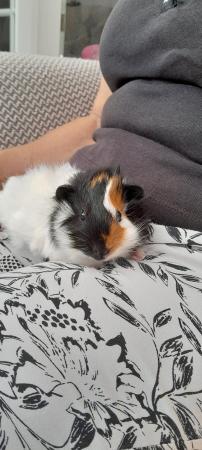 Image 1 of Two Beautiful Guinea Pig for sale