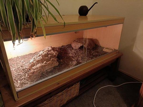 Image 16 of Northern blue tongue skink with enclosure. Collection only.