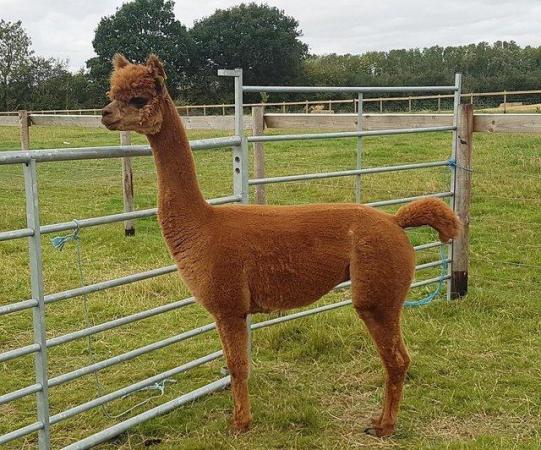 Image 2 of ALPACA, YOUNG, TOP QUALITY BAS FEMALES RELEASE