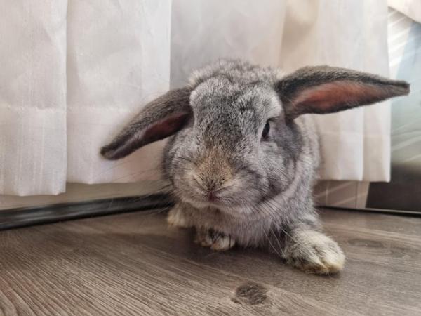 Image 1 of Cute French X Mini lop Boy for sale!