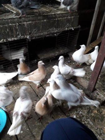Image 2 of 2-6 months Tumbler pigeon for sale