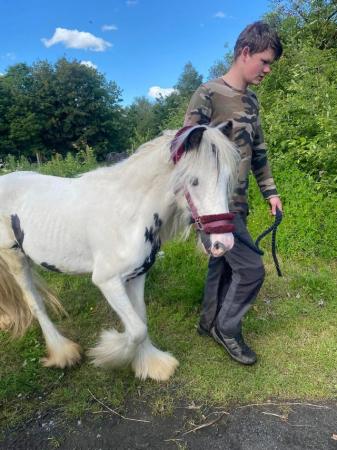 Image 18 of 10-13hh Lead Rein, Ridden Mare, Projects, Pets, Cobs, Welsh.