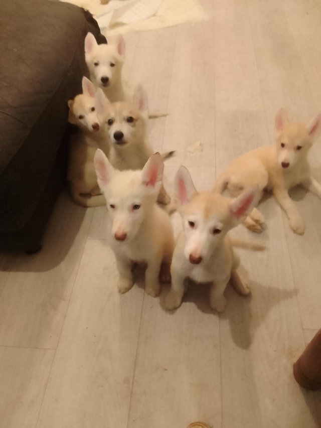 Preview of the first image of 7 gorgeous husky x alaskan puppies for sale.