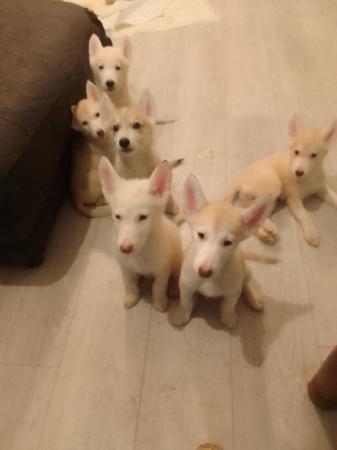 Image 1 of 7 gorgeous husky x alaskan puppies for sale