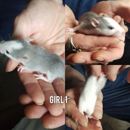 Image 5 of Baby rats girls and boys smooth coat top eared