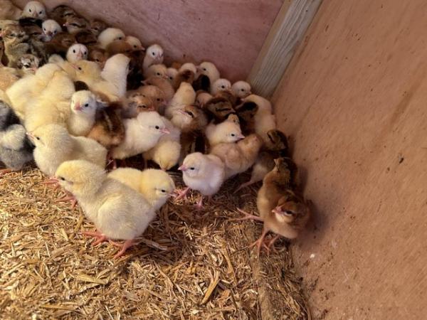 Image 2 of Pure breed chicks. Light sussex buff sussex leghorns