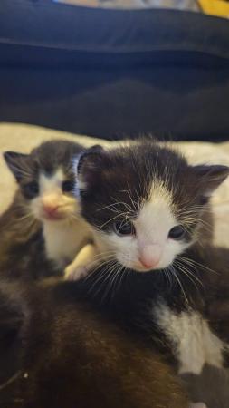 Image 6 of Kittens for sale available from 18th may