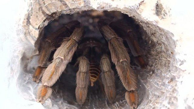 Image 1 of Tarantula collection for sale