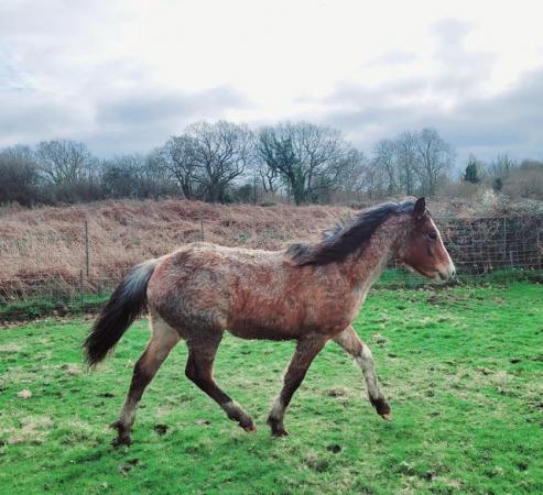 Image 4 of 9month Roan New Forest X Filly